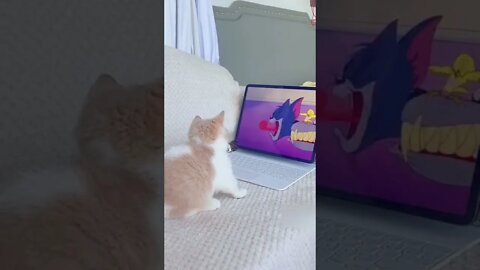 Cute cat watching cartoon funny #shorts #cat