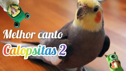 Canto de calopsitas // canto para ensinar sua calopsita #2