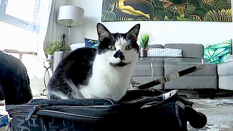 Cat Sees Owner's Suitcase, Gets Vocally Sad About It