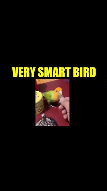 Very Smart Bird