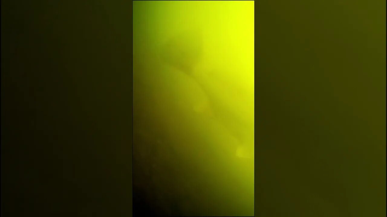 big fish in the Tennessee river