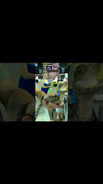Let’s Pet A caiman At A Reptile Expo!!!