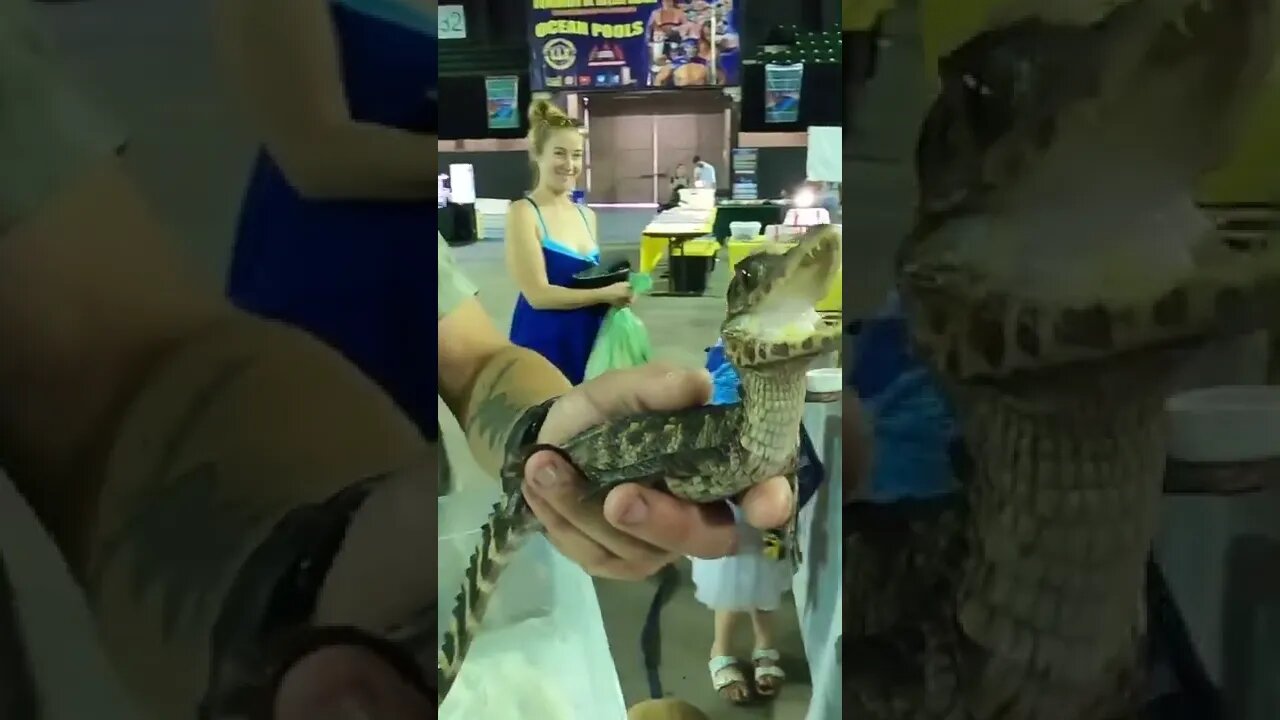 Let’s Pet A caiman At A Reptile Expo!!!