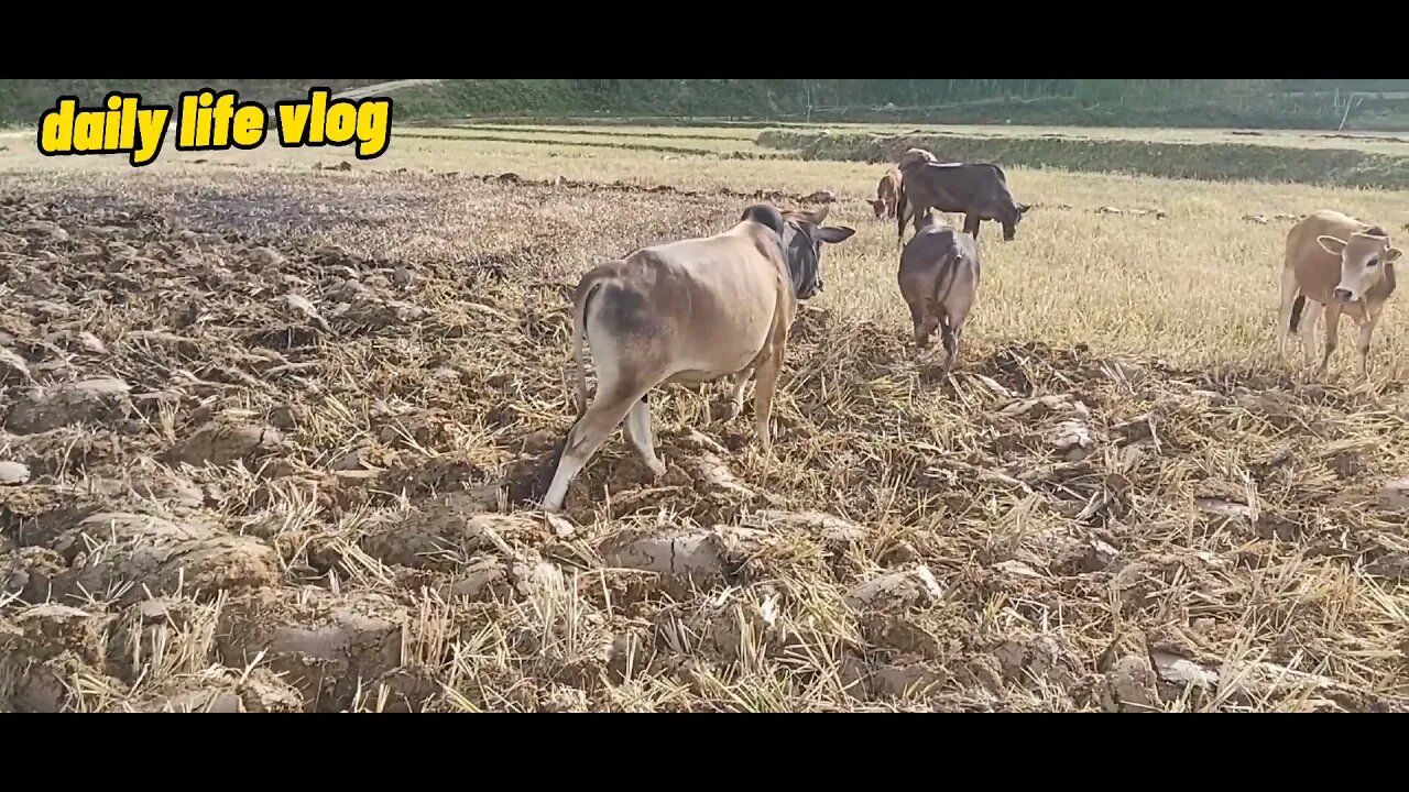 cow grazing bullfighting | daily life vlog