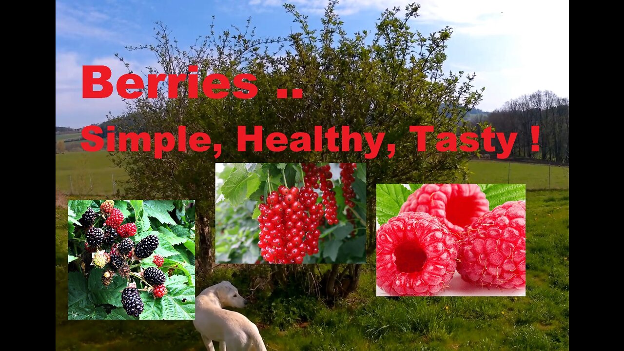 Berries.. Simple,Healthy,Tasty ! OffGrid and sustainable Food Production