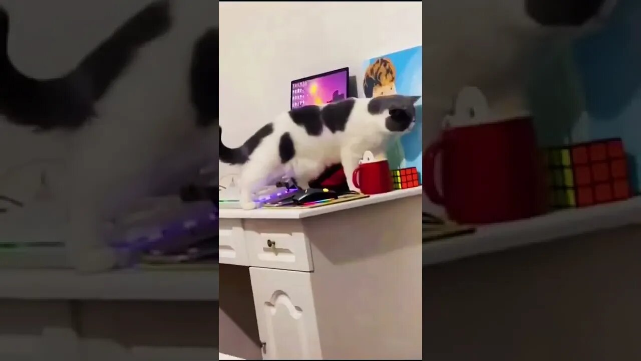 #cat Pictures of cute and funny cats🤣🤣🤣🐈 #foryou #fyp #fypシ
