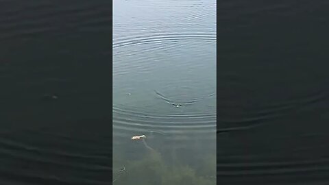Watch a Dragon Slayer get sucked down by a Largemouth Bass!! #fishing #bass #bassfishing #shorts