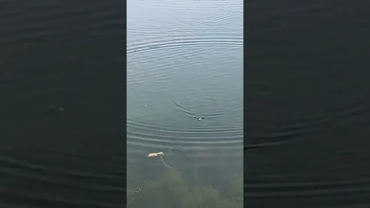 Watch a Dragon Slayer get sucked down by a Largemouth Bass!! #fishing #bass #bassfishing #shorts