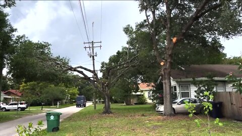 Some in Tampa neighborhoods say TECO "butchered" their trees