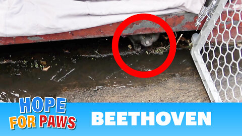 Christmas miracle rescue - don't blink or you'll miss it!