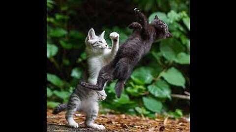 CAT fight liek to smackdown john ceennaaa
