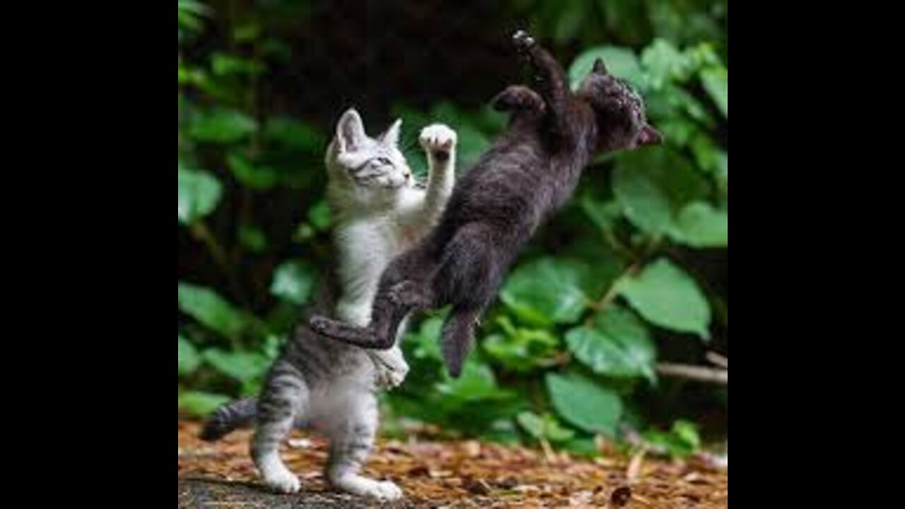 CAT fight liek to smackdown john ceennaaa