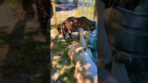 Predators