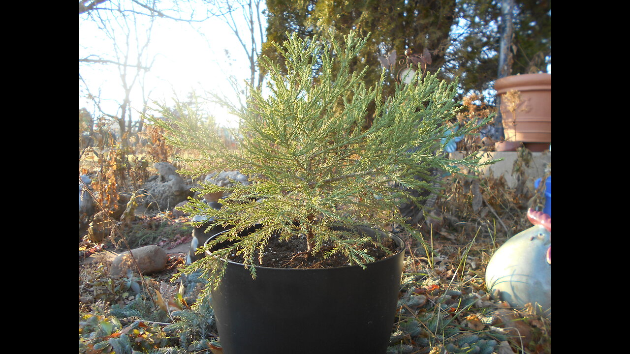 Love Beyond Yesterday Giant Sequoia Tree November 24, 2022