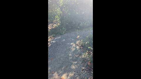 RAW FOOTAGE video number