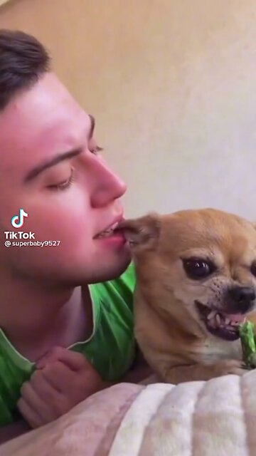 Chihuahua are vicious