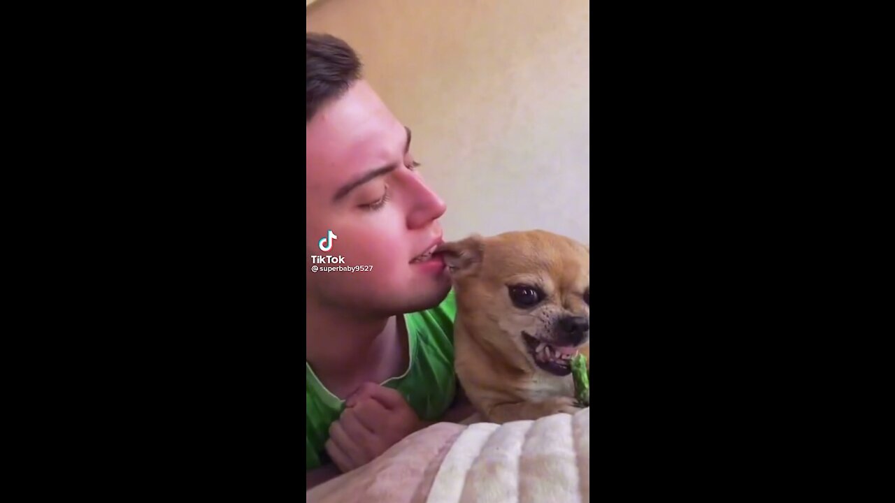 Chihuahua are vicious