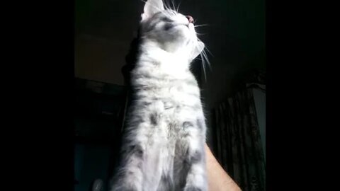 Just a cat