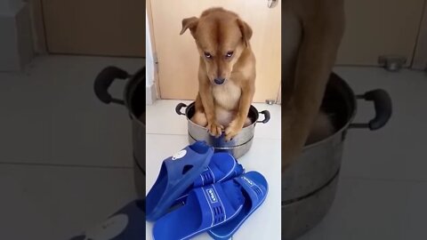 Funny dog videos youtube | Funny videos #shorts #short