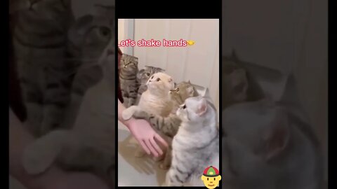 Let's shake hands