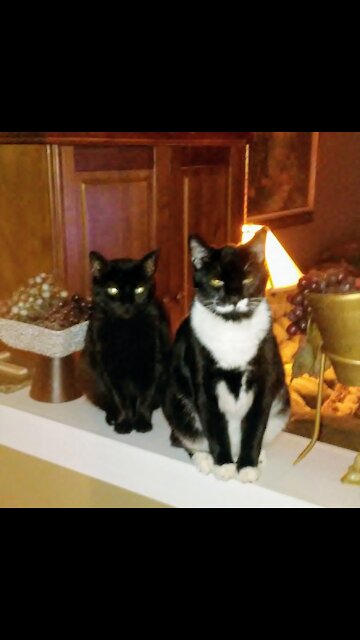 Here is Rascal, Keto, Bubby and Penny overlooking the Ducks on the lake