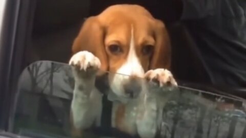 Funny Animal Moments (part 1)