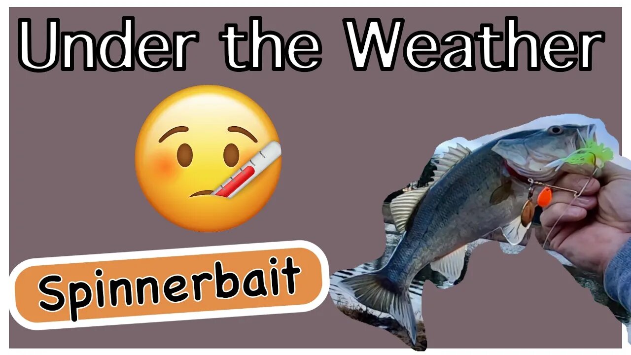 Down and Out sick...Still Fishing! Spinner Baits!