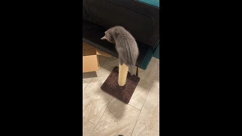 FUNNY CAT VIDEO