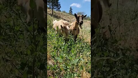 #goat #goatmilk #dairy #simplelife #homestead #homesteading #farm #farming