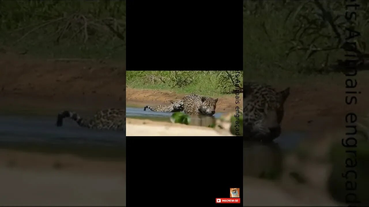 Mamãe onça pintada com seu filhote Bichos do Pantanal #shorts