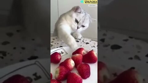 cute cat videos 😹 funny videos 😂 825 😻 #shorts #shortsfunny #cutecat #catvideos #catscare #cats