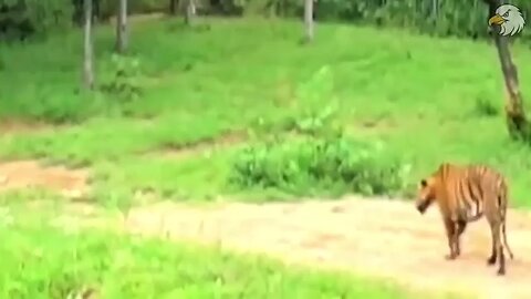 tiger vs cow