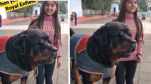 big dog