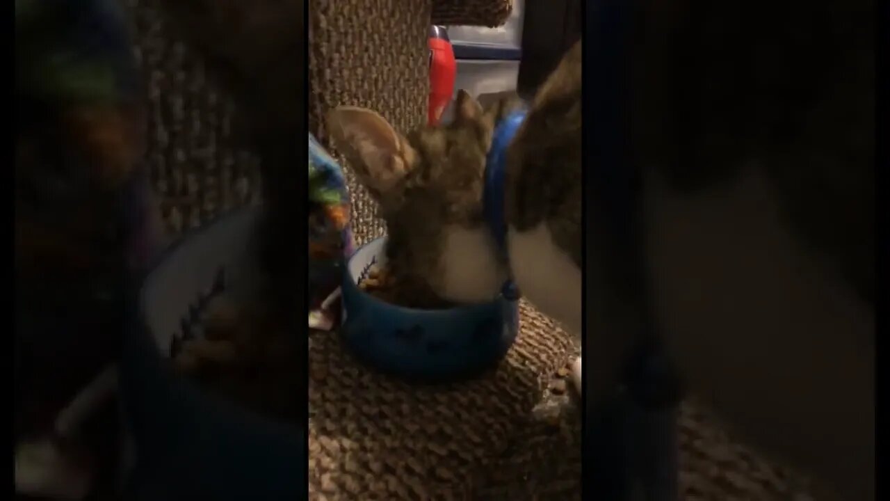 Evil cat having a munch