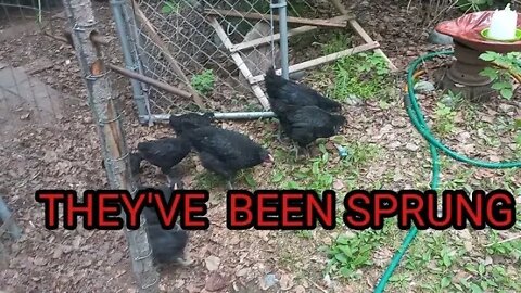LITTLE ONES FIRST TIME OUT OF THE COOP