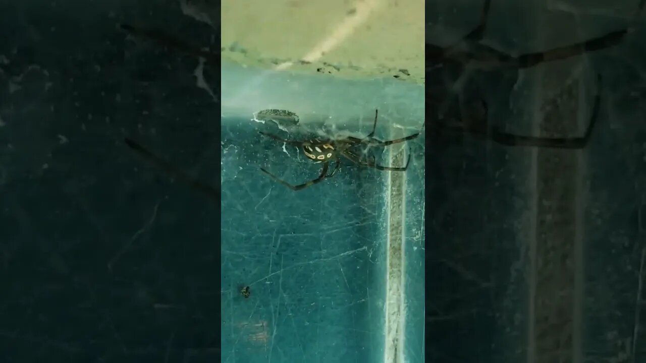 Would you call pest control to remove a black widow or just take it out yourself?