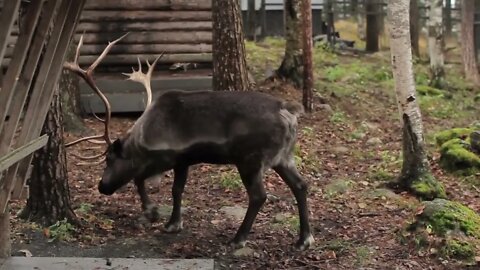Reindeer Eat Moss in the Forest (2)