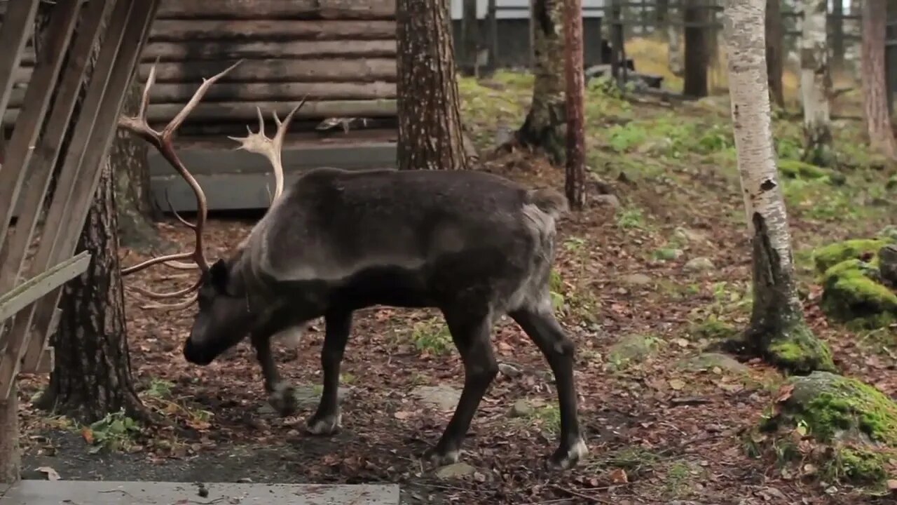 Reindeer Eat Moss in the Forest (2)