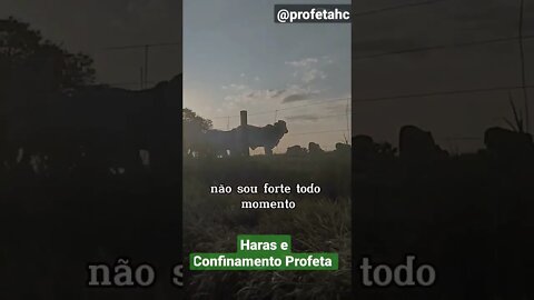 Mensagem, Reflexão assim que na lida todos os dias do Sertanejo Haras e Confinamento Profeta #shorts