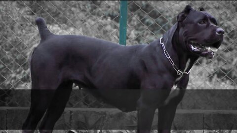 Top 50 Badass female dog names🐕