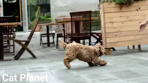 Funny dog-Cute Dogs New Video Compilation 2022,