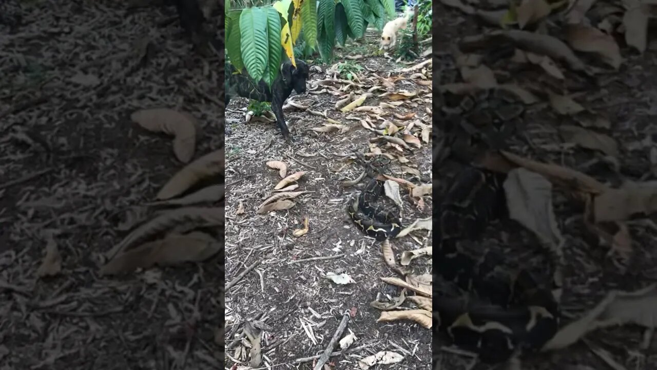 Mastiff checks out big snake 🐍