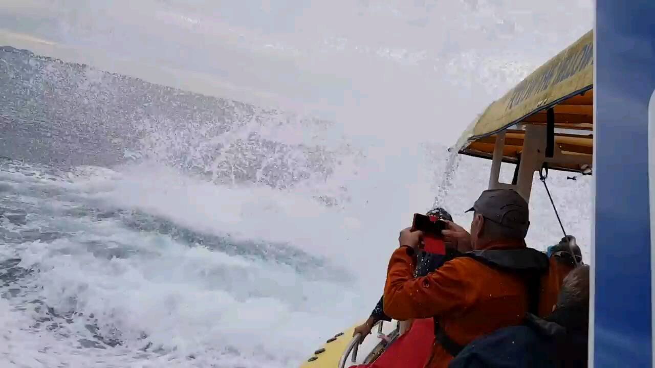 Giant whale jumps out of the ocean incredible Close scene captured in the camera