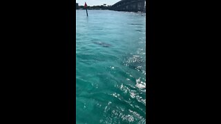 Dolphins