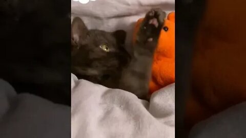 cute cat videos 😹 funny videos 😂 1093 😻 #shorts