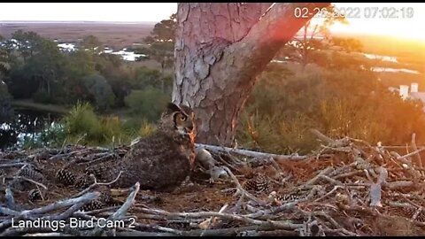 Breakfast While Overlooking The Marsh 🦉 2/26/22 07:00