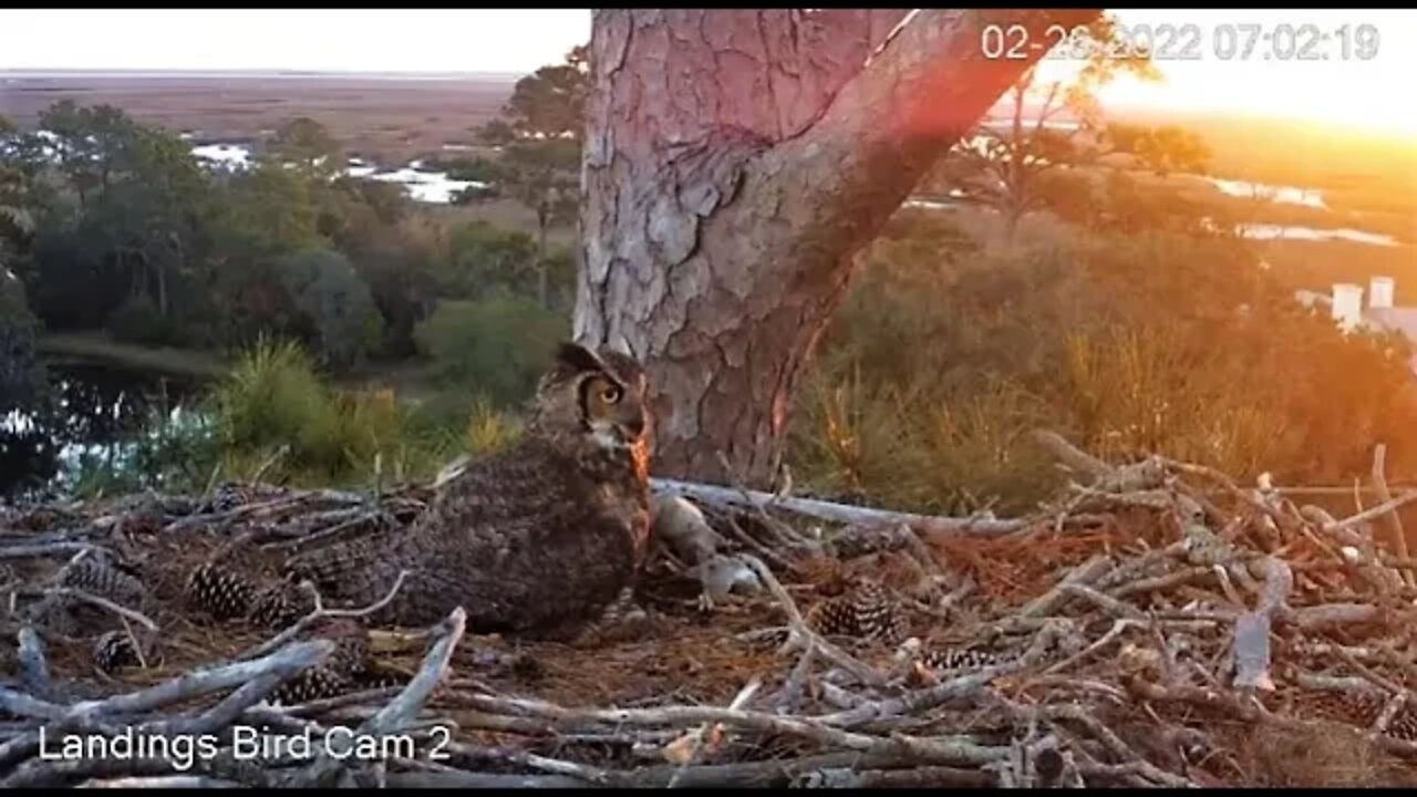 Breakfast While Overlooking The Marsh 🦉 2/26/22 07:00