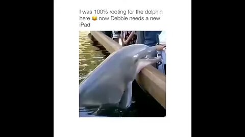 Dolphin fed up with Paparazzi