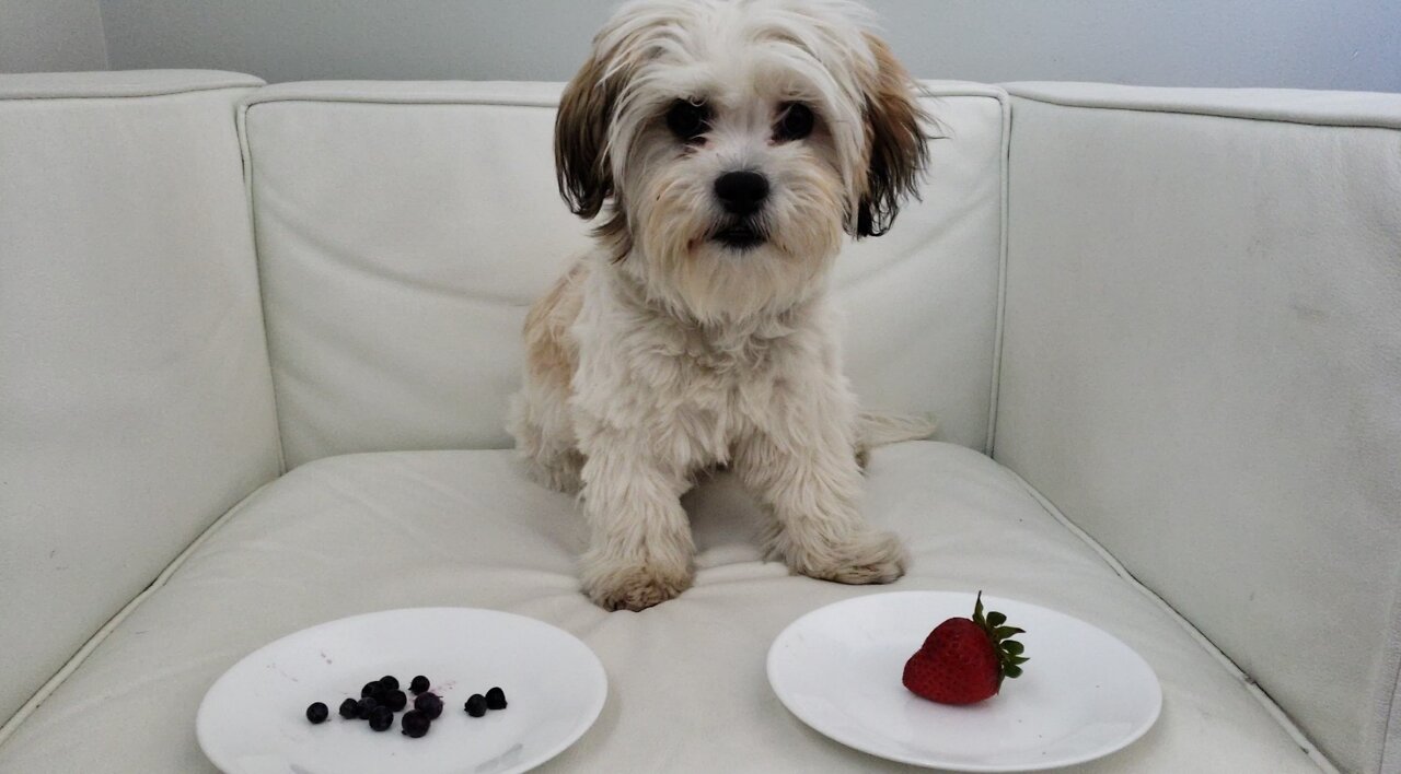 Puppy has to choose between wild blueberries and a strawberry