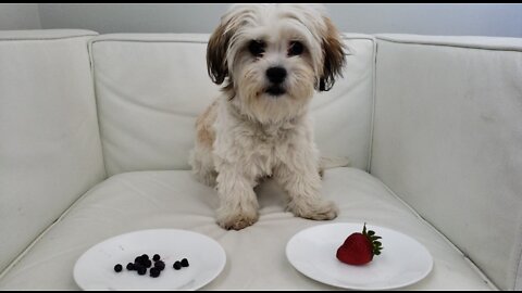 Puppy has to choose between wild blueberries and a strawberry